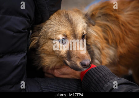 Una femmina di veterinario aiuta un cane randagio. La guida per i senzatetto animali. Sfortunato gli animali hanno bisogno di aiuto. Foto Stock