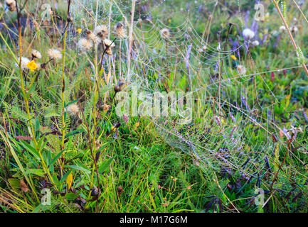 Presto la mattina nebbiosa gocce di rugiada su selvatici di montagna prato erboso selvaggio con fiori autunnali e spider web. Foto Stock