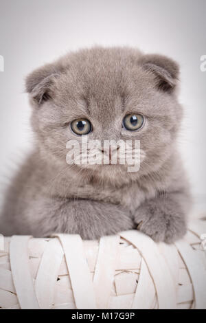 Ritratto di un grigio Scottish gattino con gli occhi blu. Cute cat a casa. Lop-eared gattino Foto Stock