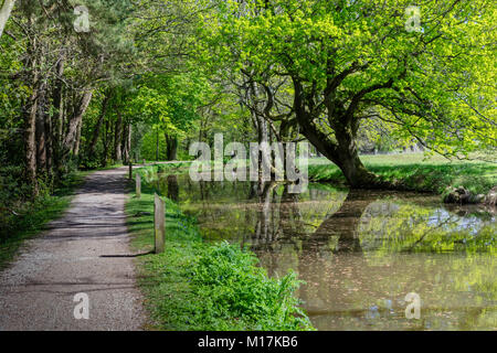 La molla del Monmouthshire e Brecon Canal a verso Goytre Foto Stock