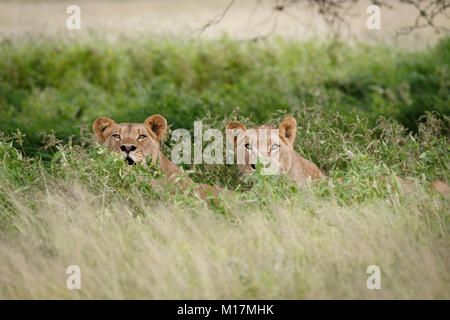 Due leonesse nascosti nel verde lungo erba mentre ansimando e fissando nella Central Kalahari Game Reserve in Botswana Foto Stock