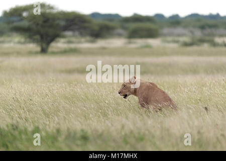 Leonessa in seduta lungo erba verde mentre ansimando e fissando nella Central Kalahari Game Reserve in Botswana Foto Stock