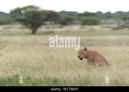 Leonessa in seduta lungo erba verde mentre ansimando e fissando nella Central Kalahari Game Reserve in Botswana Foto Stock