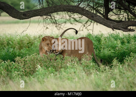 Due leonesse coccole e sfregamento nella lunga erba verde nella Central Kalahari Game Reserve in Botswana Foto Stock