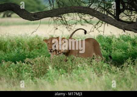 Due leonesse coccole e sfregamento nella lunga erba verde nella Central Kalahari Game Reserve in Botswana Foto Stock