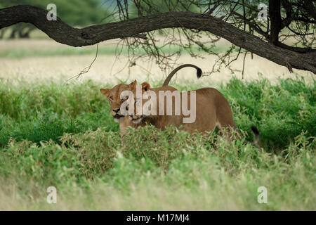 Due leonesse coccole e sfregamento nella lunga erba verde nella Central Kalahari Game Reserve in Botswana Foto Stock