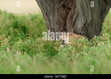 Leonessa nascosti nel verde lungo erba mentre ansimando e cercando nella Central Kalahari Game Reserve in Botswana Foto Stock