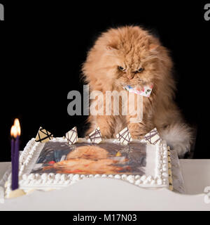 Arrabbiato cercando orange gatto persiano con torta di compleanno Foto Stock