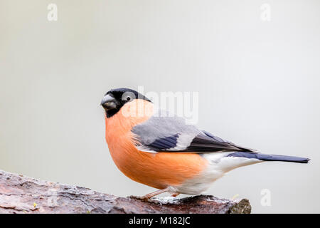 Blaenpennal, Aberystwyth, Galles. Il 28 gennaio 2018. Giardino uccelli osservati in una metà del Galles giardino durante il 2018 RSPB grande giardino osservare gli uccelli. Credito: Phil Jones/Alamy Live News Foto Stock