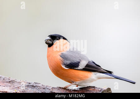 Blaenpennal, Aberystwyth, Galles. Il 28 gennaio 2018. Giardino uccelli osservati in una metà del Galles giardino durante il 2018 RSPB grande giardino osservare gli uccelli. Credito: Phil Jones/Alamy Live News Foto Stock