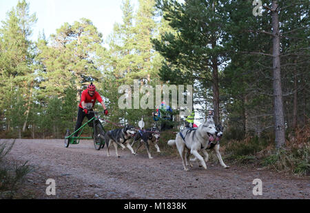 Aviemore, Scozia. Il 28 gennaio 2018. Giorno due della trentacinquesima annuale di Aviemore Sled Dog rally avviene.Neve è stata lavata via dalla pioggia caduta in modo che le squadre utilizzare ruote rendendo il lavoro più difficile per i cani,Aviemore,Scozia, 28 gennaio 2018 Credit: Barbara Cook/Alamy Live News Foto Stock