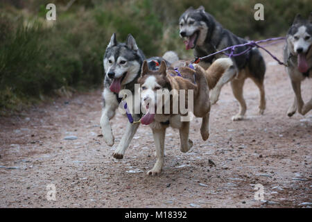 Aviemore, Scozia. Il 28 gennaio 2018. Giorno due della trentacinquesima annuale di Aviemore Sled Dog rally avviene.Neve è stata lavata via dalla pioggia caduta in modo che le squadre utilizzare ruote rendendo il lavoro più difficile per i cani,Aviemore,Scozia, 28 gennaio 2018 Credit: Barbara Cook/Alamy Live News Foto Stock