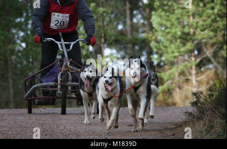 Aviemore, Scozia. Il 28 gennaio 2018. Giorno due della trentacinquesima annuale di Aviemore Sled Dog rally avviene.Neve è stata lavata via dalla pioggia caduta in modo che le squadre utilizzare ruote rendendo il lavoro più difficile per i cani,Aviemore,Scozia, 28 gennaio 2018 Credit: Barbara Cook/Alamy Live News Foto Stock