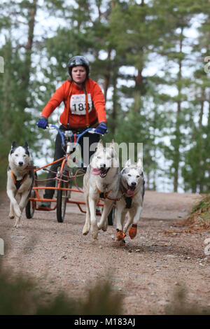 Aviemore, Scozia. Il 28 gennaio 2018. Giorno due della trentacinquesima annuale di Aviemore Sled Dog rally avviene.Neve è stata lavata via dalla pioggia caduta in modo che le squadre utilizzare ruote rendendo il lavoro più difficile per i cani,Aviemore,Scozia, 28 gennaio 2018 Credit: Barbara Cook/Alamy Live News Foto Stock