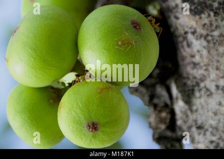 Verde australiano formiche sulla foresta pluviale figura in Tropical North Queensland Foto Stock