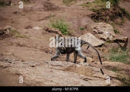 Vervet monkey Masai Mara National Park in Kenya Foto Stock