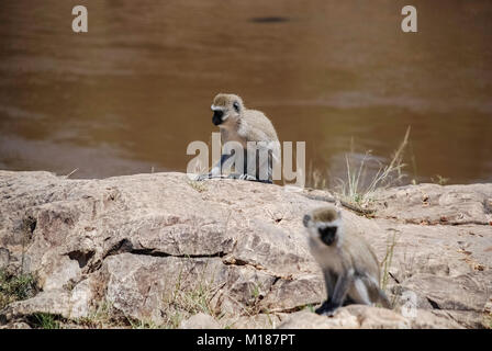 Vervet monkey Masai Mara National Park in Kenya Foto Stock