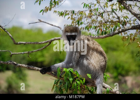 Vervet monkey Masai Mara National Park Foto Stock