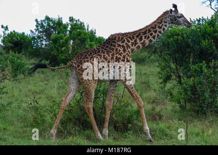 La giraffa Masai Mara National Park in Kenya Foto Stock