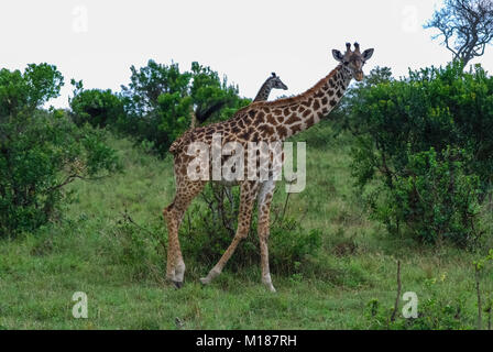 La giraffa Masai Mara National Park in Kenya Foto Stock