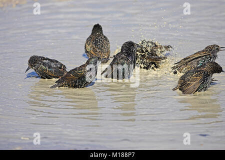 Comune di storni Sturnus vulgaris di balneazione in parcheggio auto pozza Portland DORSET REGNO UNITO Inghilterra Ottobre 2005 Foto Stock