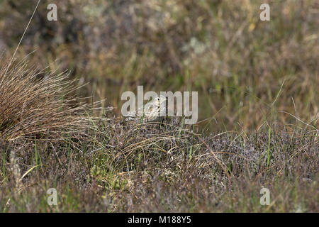 Allodola comune Alauda arvense Scozia Scotland Foto Stock