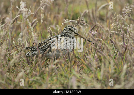 Sud Americana beccaccino Gallinago paraguaiae Isole Falkland Foto Stock