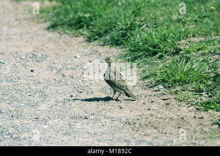 Allodola comune Alauda arvense Foto Stock