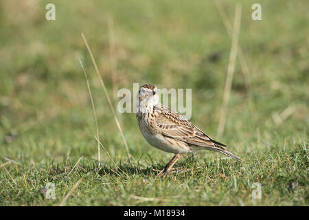 Allodola comune Alauda arvense sulla prateria corto Foto Stock