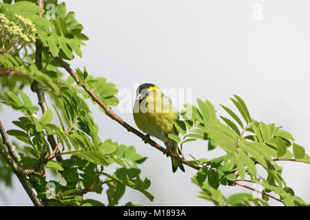 Eurasian lucherino Carduelis spinus maschio in Rowan Sorbus acuparia tree Foto Stock