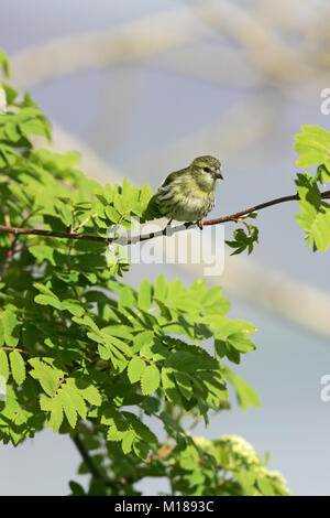 Eurasian lucherino Carduelis spinus femmina in Rowan Sorbus acuparia tree Foto Stock