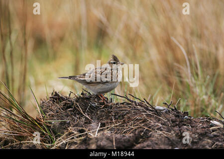 Allodola comune Alauda arvense adulto appollaiato sulla vegetazione secca Isle of Mull Argyll and Bute Scozia UK Foto Stock