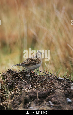 Allodola comune Alauda arvense adulto appollaiato sulla vegetazione secca Isle of Mull Argyll and Bute Scozia UK Foto Stock