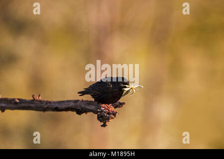 Comune Sternus starling vulgaris con materiale di nidificazione vicino Tiszaalpar Kiskunsag Parco Nazionale Dél-alföld Ungheria Foto Stock