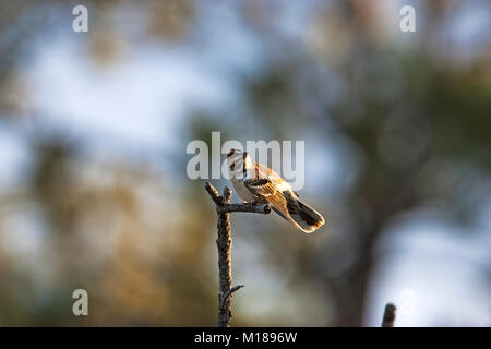 Allodola passero Chondestes grammacus nel bosco di pini del Parco di Zimmerman Billings Montana USA Giugno 2015 Foto Stock