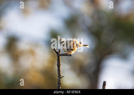 Allodola passero Chondestes grammacus nel bosco di pini del Parco di Zimmerman Billings Montana USA Giugno 2015 Foto Stock