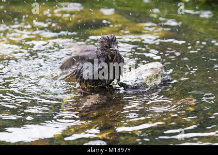 Comune di starling Sturnus vulgaris capretti la balneazione nel laghetto in giardino Ringwood Hampshire REGNO UNITO Inghilterra Maggio 2016 Foto Stock