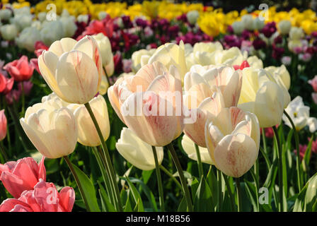 Tulpenblüte im Hermannshof Weinheim - fioritura di tulipani in Hermannshof Foto Stock