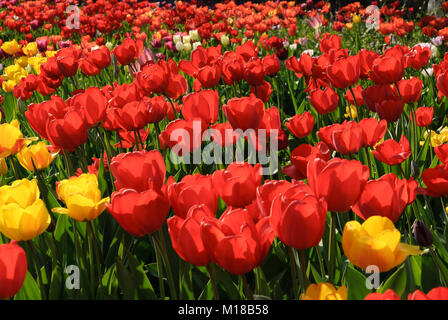 Tulpenblüte im Hermannshof Weinheim - fioritura di tulipani in Hermannshof Foto Stock