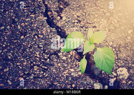 Pianta che cresce dal crack in asfalto Foto Stock