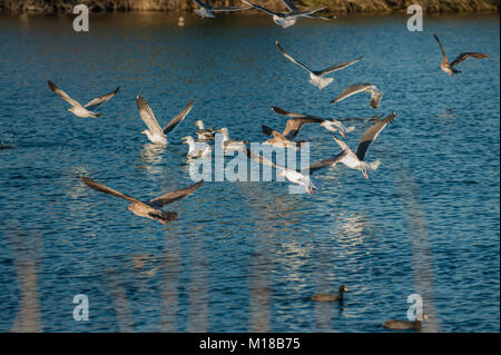 Flock of Seagulls franically tenendo fuori dalla superficie dell'acqua di stagno. Foto Stock