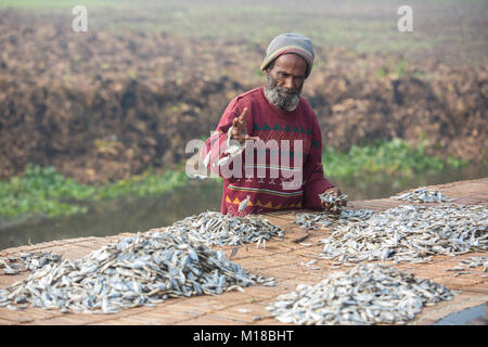 I pesci vengono essiccati sotto il sole a jessore in Bangladesh. Foto Stock