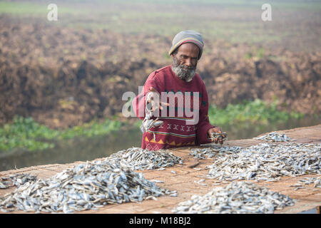 I pesci vengono essiccati sotto il sole a jessore in Bangladesh. Foto Stock