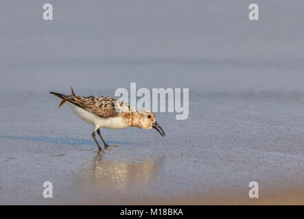 Un Western Sandpiper sulla spiaggia nell'acqua. Il nome scientifico di questo uccello è Calidris o Erolia Mauri. Foto Stock