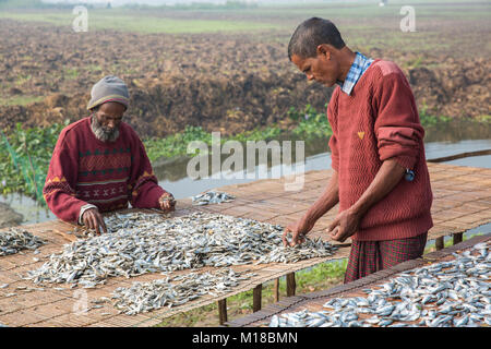 I pesci vengono essiccati sotto il sole a jessore in Bangladesh. Foto Stock