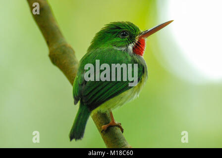 Il Puerto Rican tody (Todus mexicanus) in El Yunque Foresta Pluviale nazionale Foto Stock