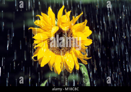 Semi di girasole nella pioggia / (Helianthus annuus) | Sonnenblume im Regen / (Helianthus annuus) Foto Stock