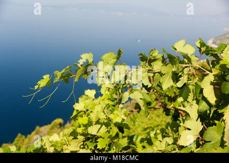 Vigneti di Sabbioncello, Mare Adriatico, Croazia Foto Stock