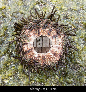 Ricci di mare (Echinus esculentus) Foto Stock