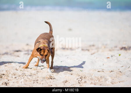 Un cane che abbaia a un piccolo granchio di mare sulla spiaggia Foto Stock